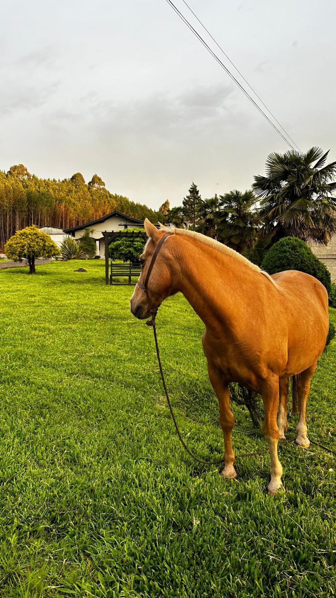 Pousada Serra & Jardim Bom Jardim da Serra Ngoại thất bức ảnh